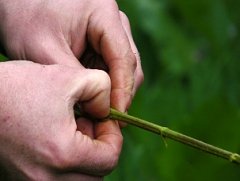 nettle string